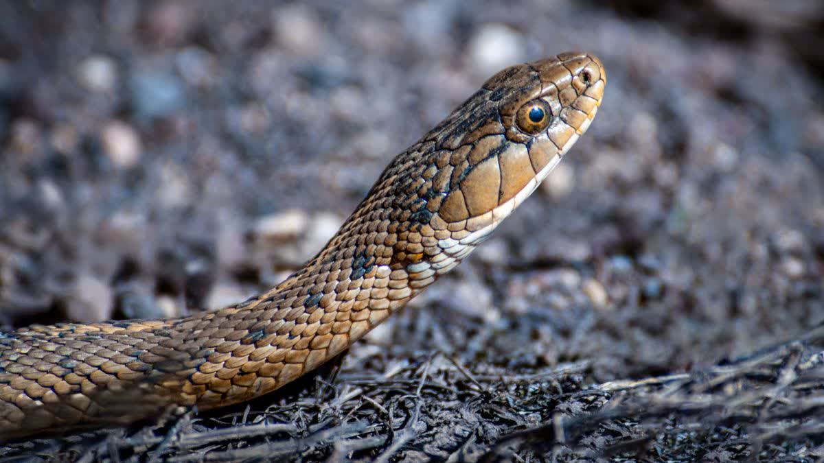 Chhatarpur Snake bite during sleep