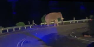 KOCHI DHANUSHKODI NATIONAL HIGHWAY  CHAKKAKOMBAN ISSUES  ANAYIRANGAL IN MUNNAR  WILD ELEPHANT CHAKKA KOMBAN