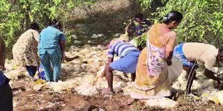 Chicken Lorry Overturned Near Tirupati
