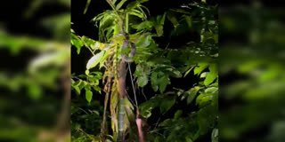 KING COBRA CAUGHT KOZHIKODE  KING COBRA RESCUE  AANAKKAMPOYIL FOREST OFFICE  KING COBRA CAUGHT AANAKKAMPOYIL