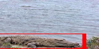 Crocodile in Krishna River at Amaravati Region