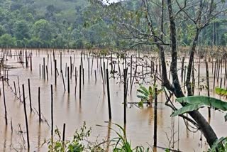CROP DAMAGE IN WAYANAD  AGRICULTURE CRISIS IN WAYANAD  FARMING ISSUES IN KERALA  RAIN