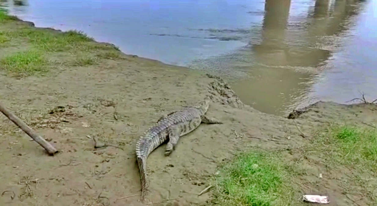 बगहा में नदी किनारे फिर दिखा मगरमच्छ
