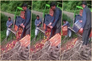 रामपुर के बागवान सेब फेंकने को हुए मजबूर