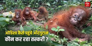 ओडिशा कैसे पहुंचे ऑरंगुटान ?