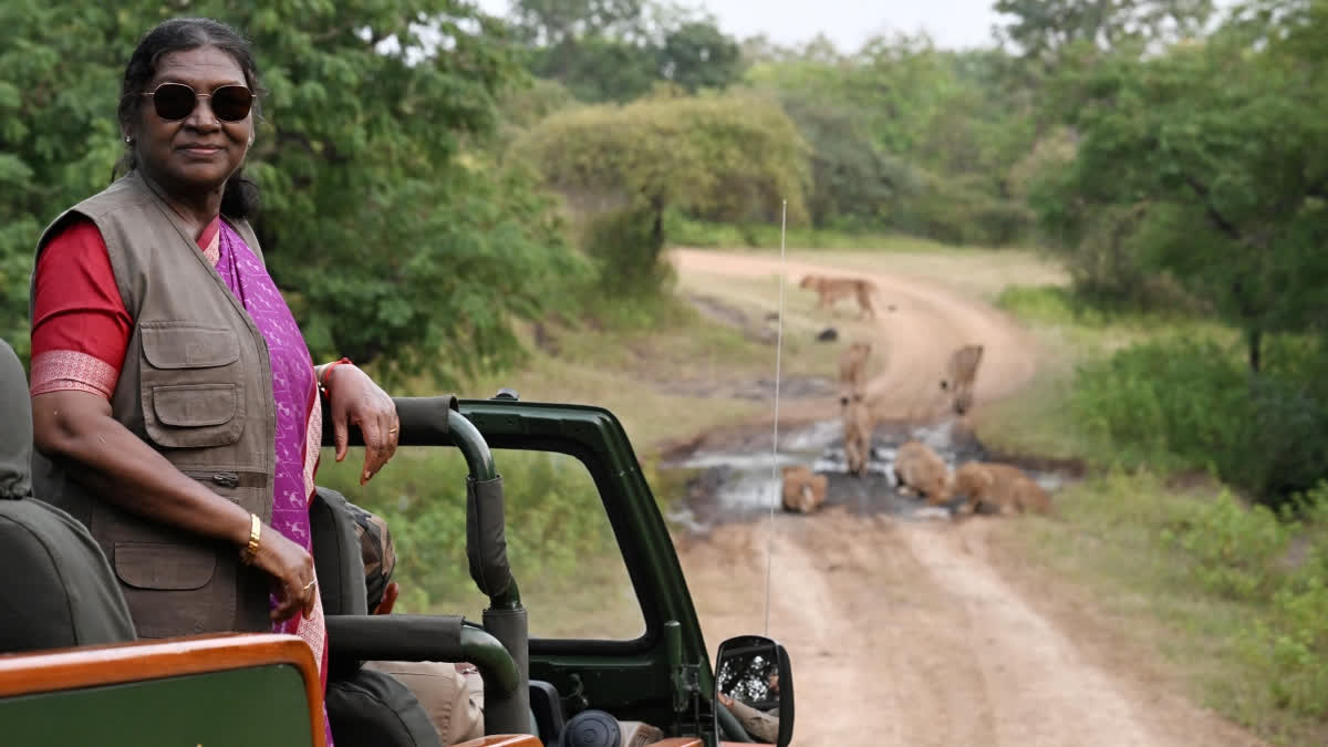In this image received on Oct. 10, 2025, President Droupadi Murmu visits Gir National Park.