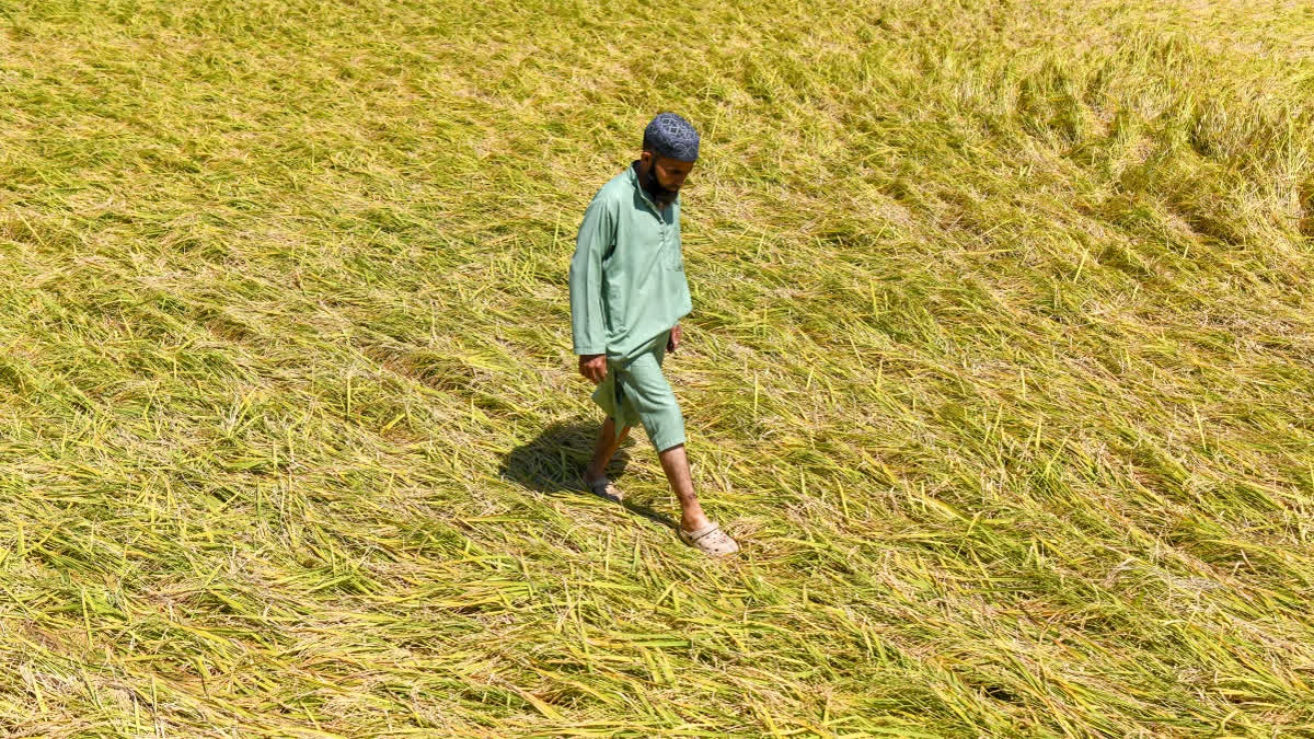Maharashtra Govt Suspends Farm Loan Recovery In Rain-Affected Tehsils Representational Image