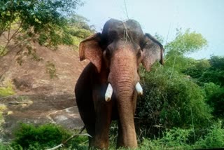 பிரதிநிதித்துவப் படம்