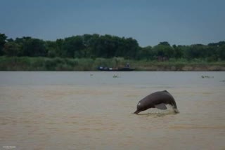 dolphins