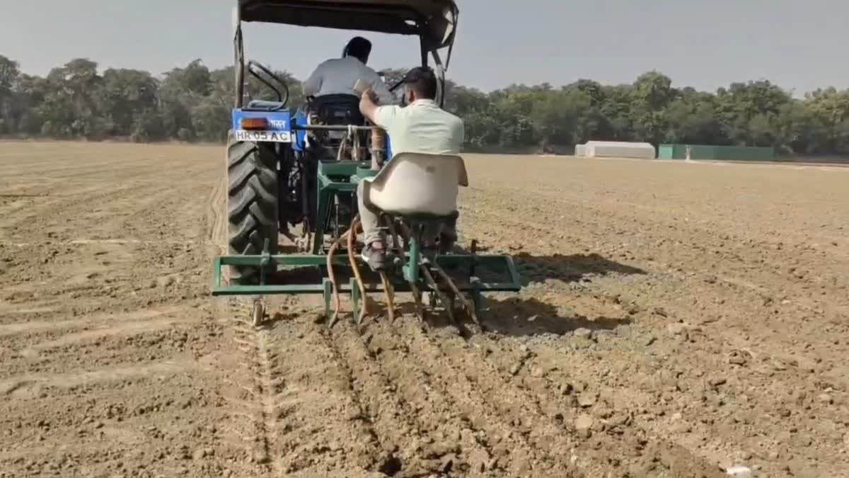 Wheat production in India Record