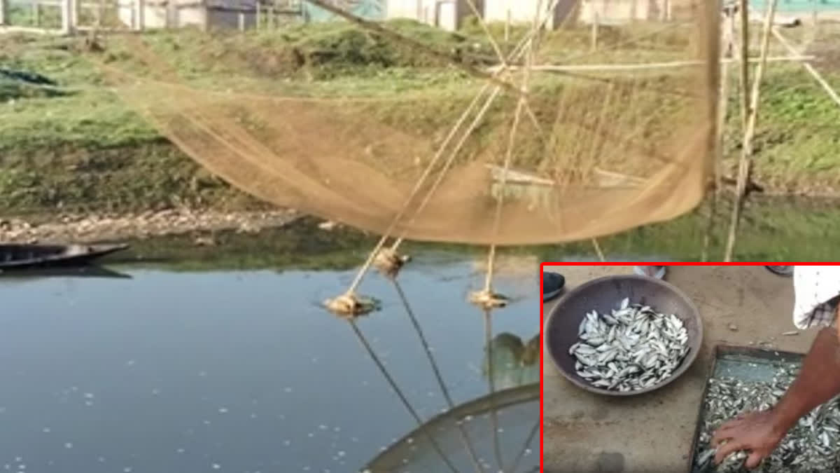 poisonous local fishes in Guwahati