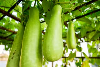HEALTH BENEFIT OF BOTTLE GOURD  BOTTLE GOURD HELP IN WEIGHT LOSS  BOTTLE GOURD FOR WEIGHT LOSS  WEIGHT LOSS TIPS