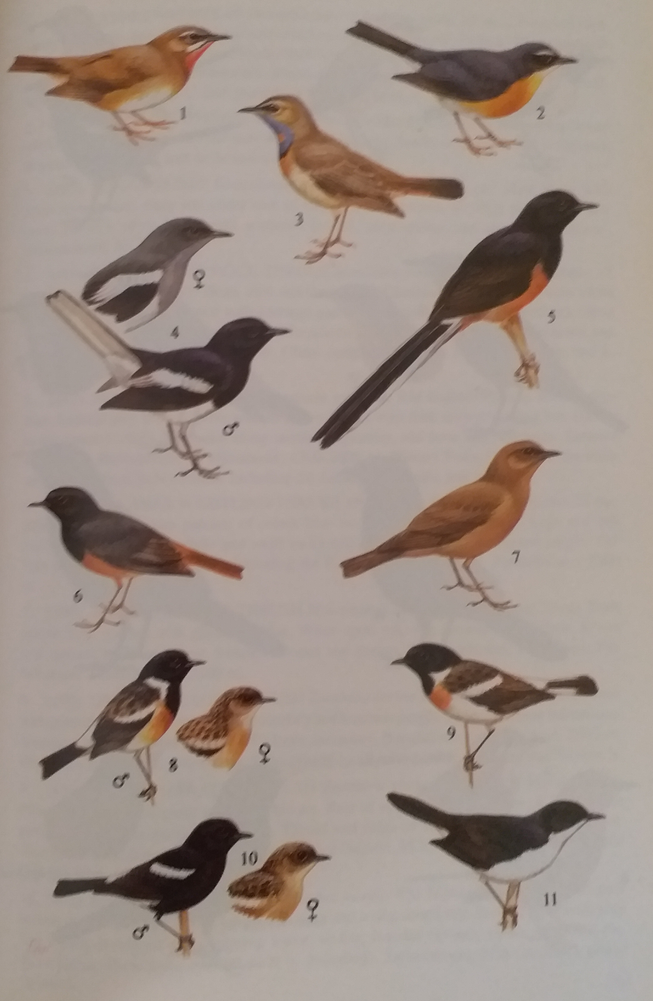 પીળી ડોકવાળી ચકલી