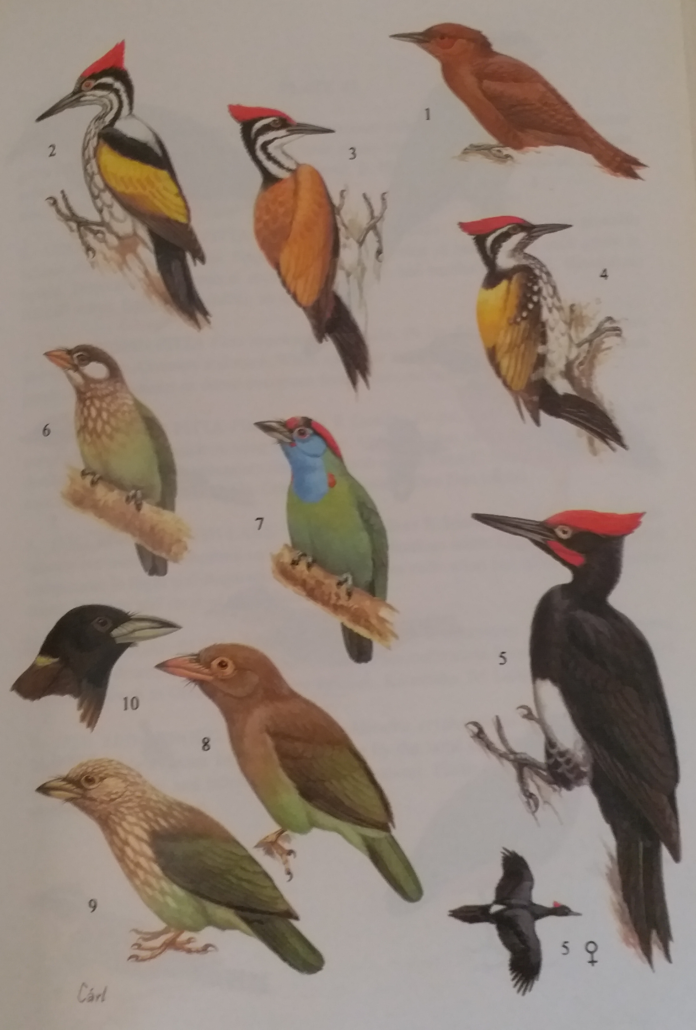 પીળી ડોકવાળી ચકલી