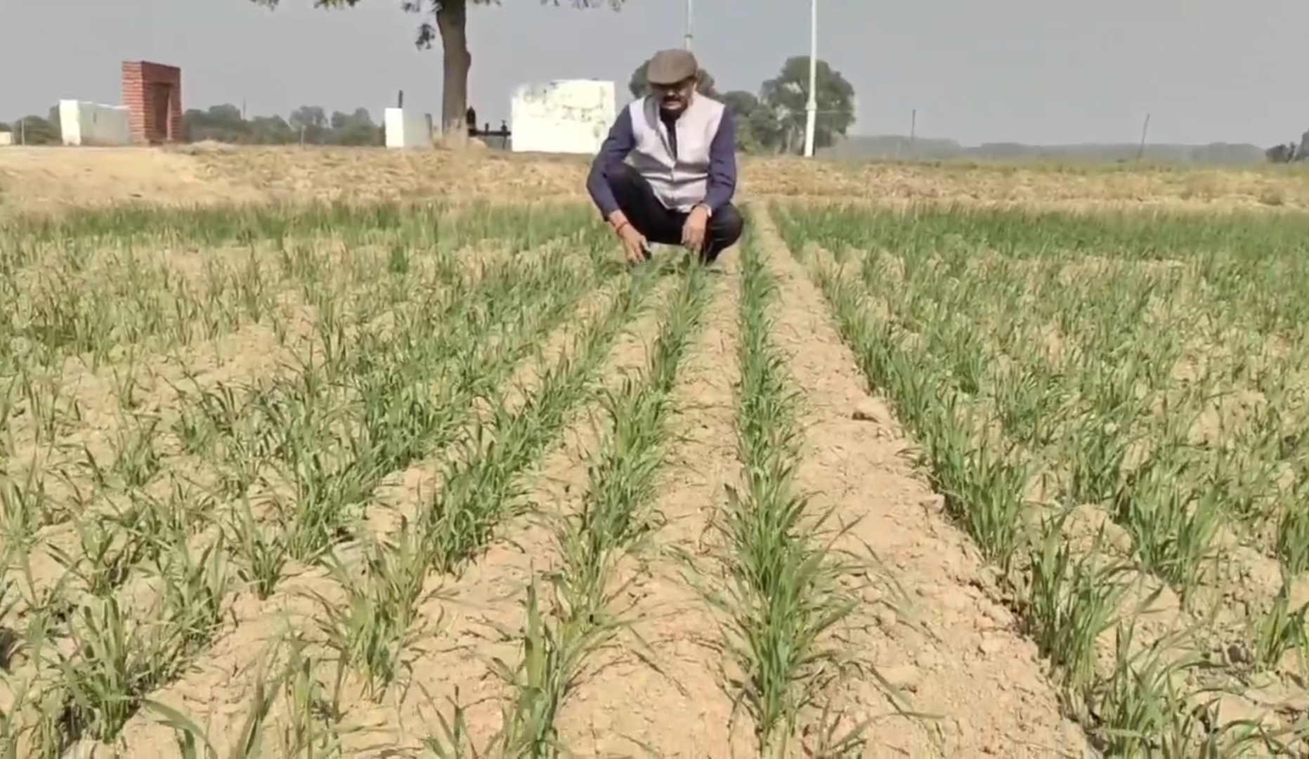 Wheat production in India Record