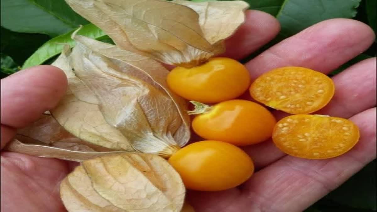 విదేశీ పళ్లను పండిస్తూ లాభాల బాటలో మన రైతులు- ఆ ఐదు గ్రామాల్లో ఎటు ...