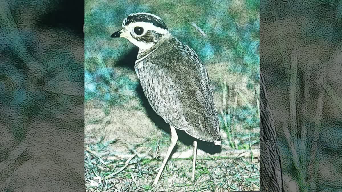 Searching_for_Kalivi_Kodi