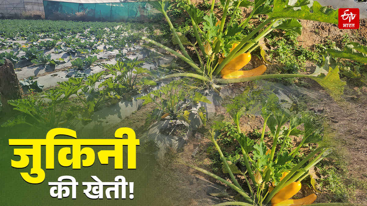 Zucchini cultivation in Hazaribag