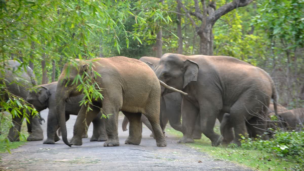 The Forest Department is using thermal drone cameras to monitor elephant movement at night.