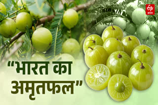NECTAR FRUIT OF INDIA AMLA