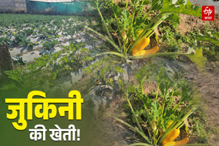 Zucchini cultivation in Hazaribag