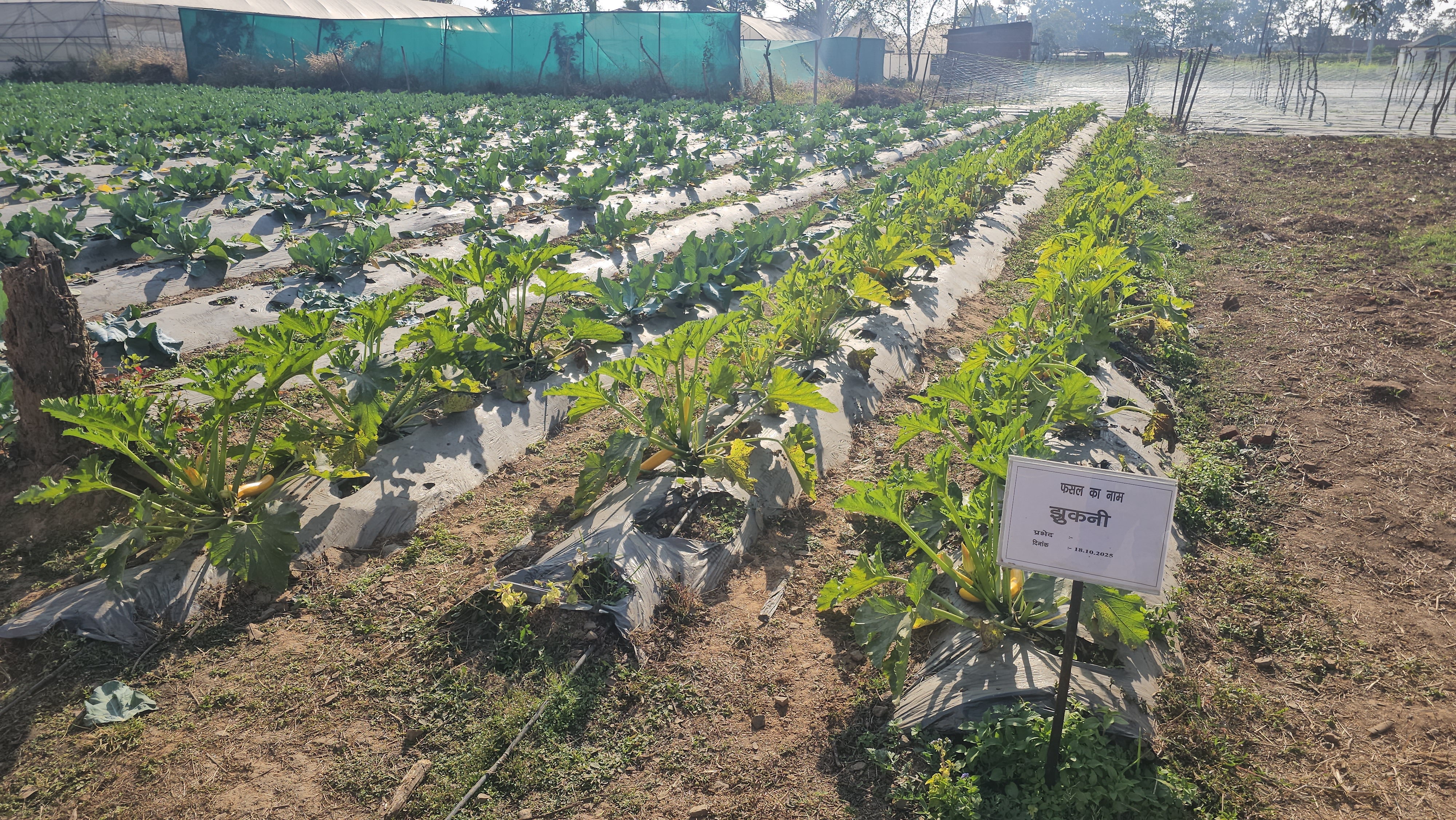 Zucchini cultivation in Hazaribag