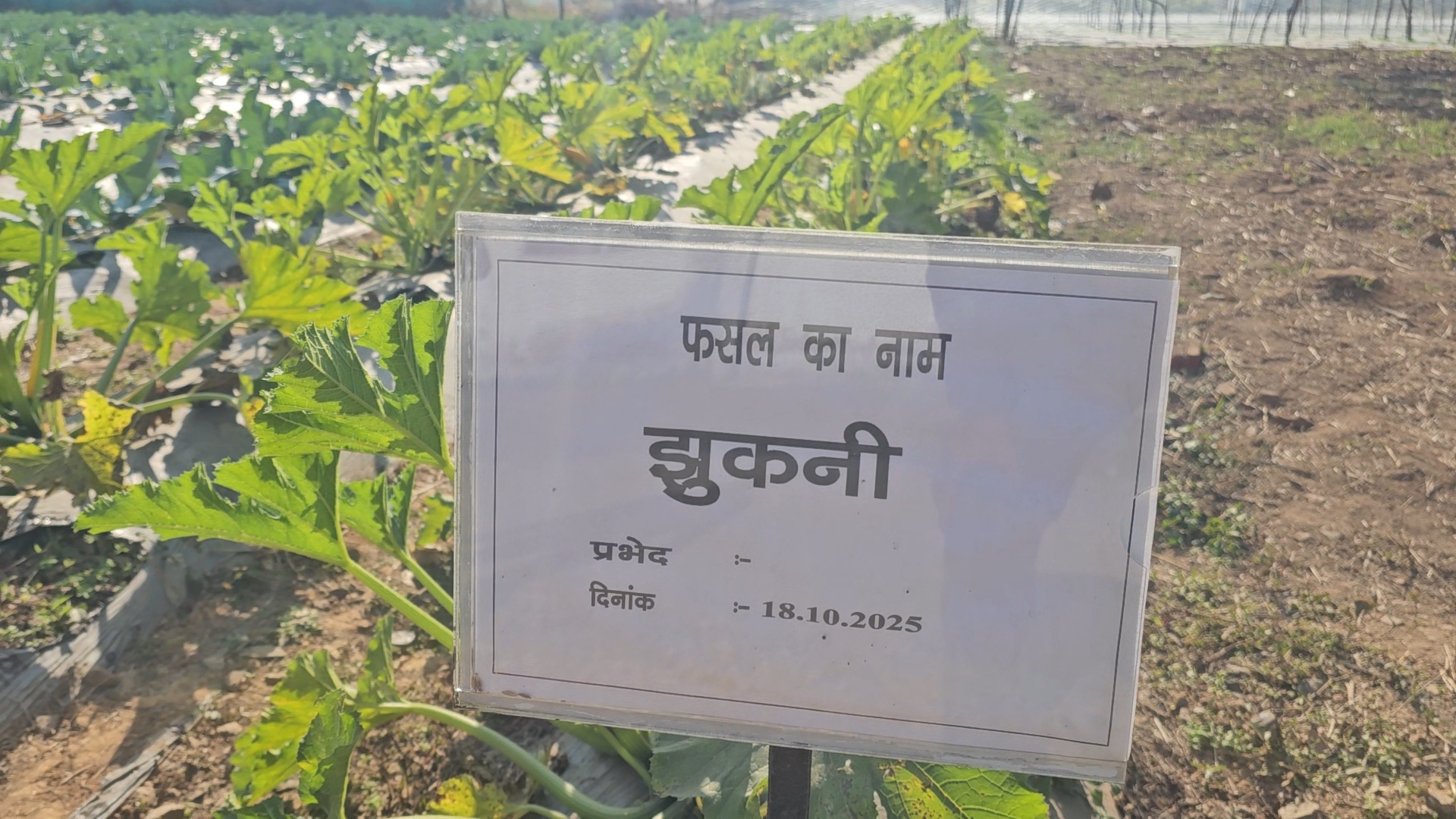 Zucchini cultivation in Hazaribag