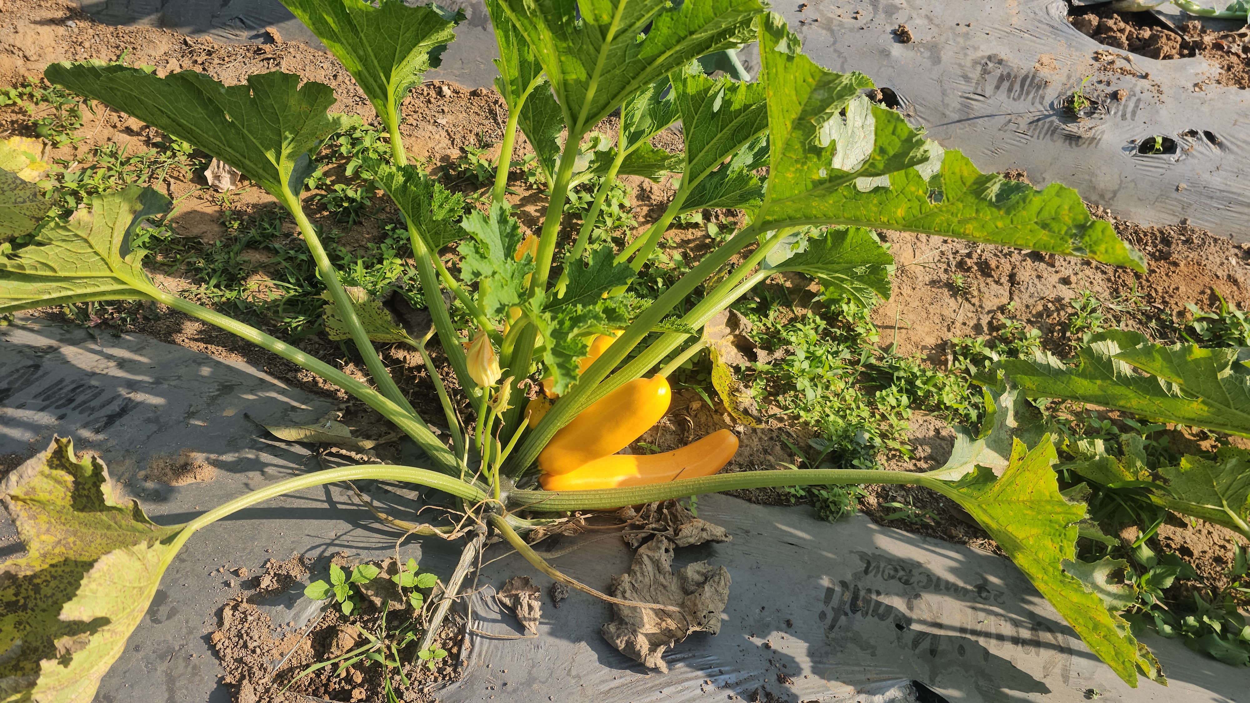 Zucchini cultivation in Hazaribag