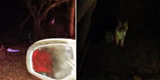 Tiger Spotted in Burhanpur