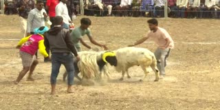 Sankranti Special Pottelu Competition At krishna District