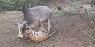 Bull Fends Off Leopard In Dramatic Clash At Mukundra Hills Tiger Reserve