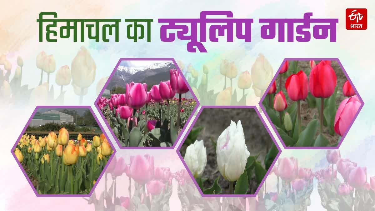 Himachal Tulip Garden