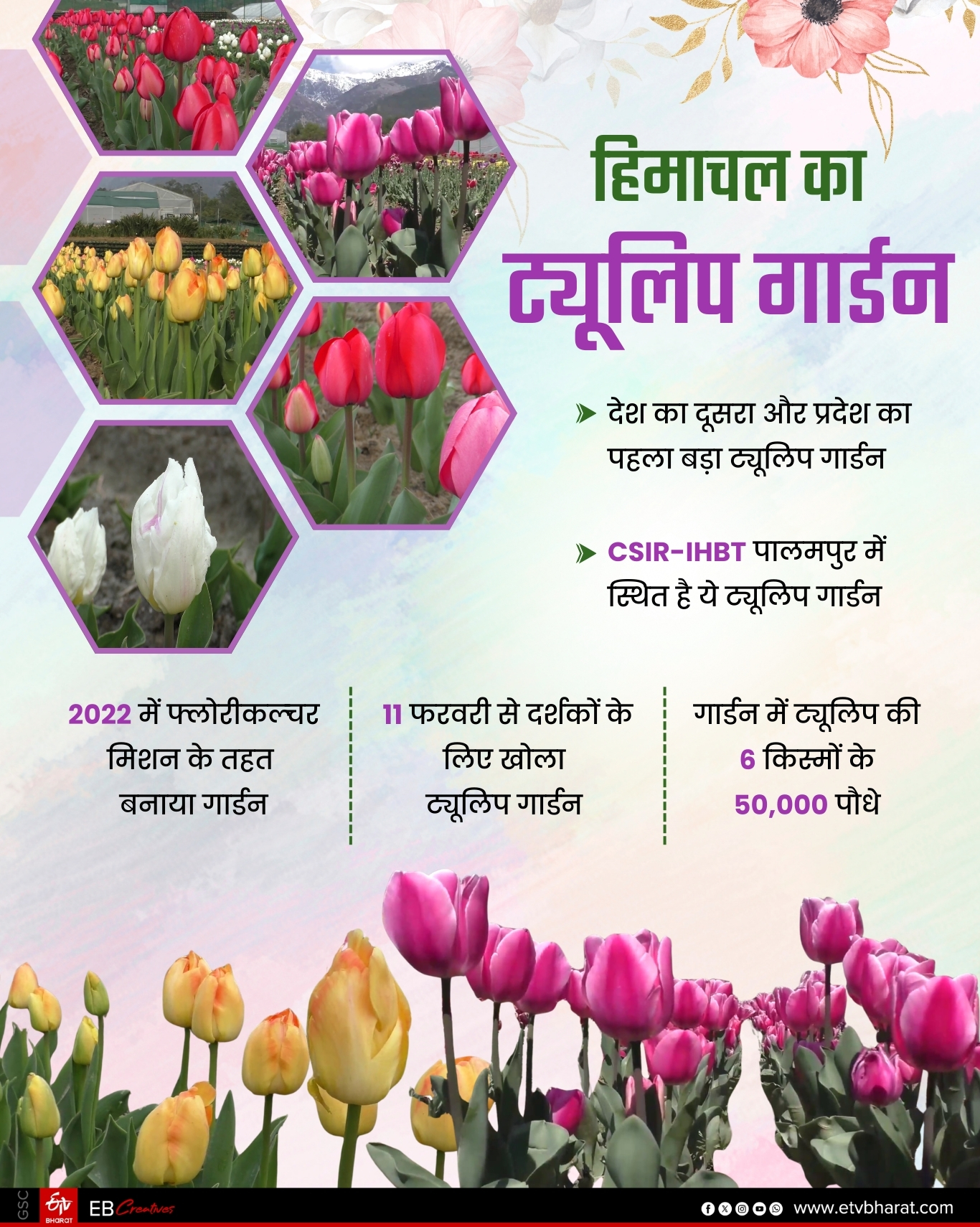 Himachal Tulip Garden