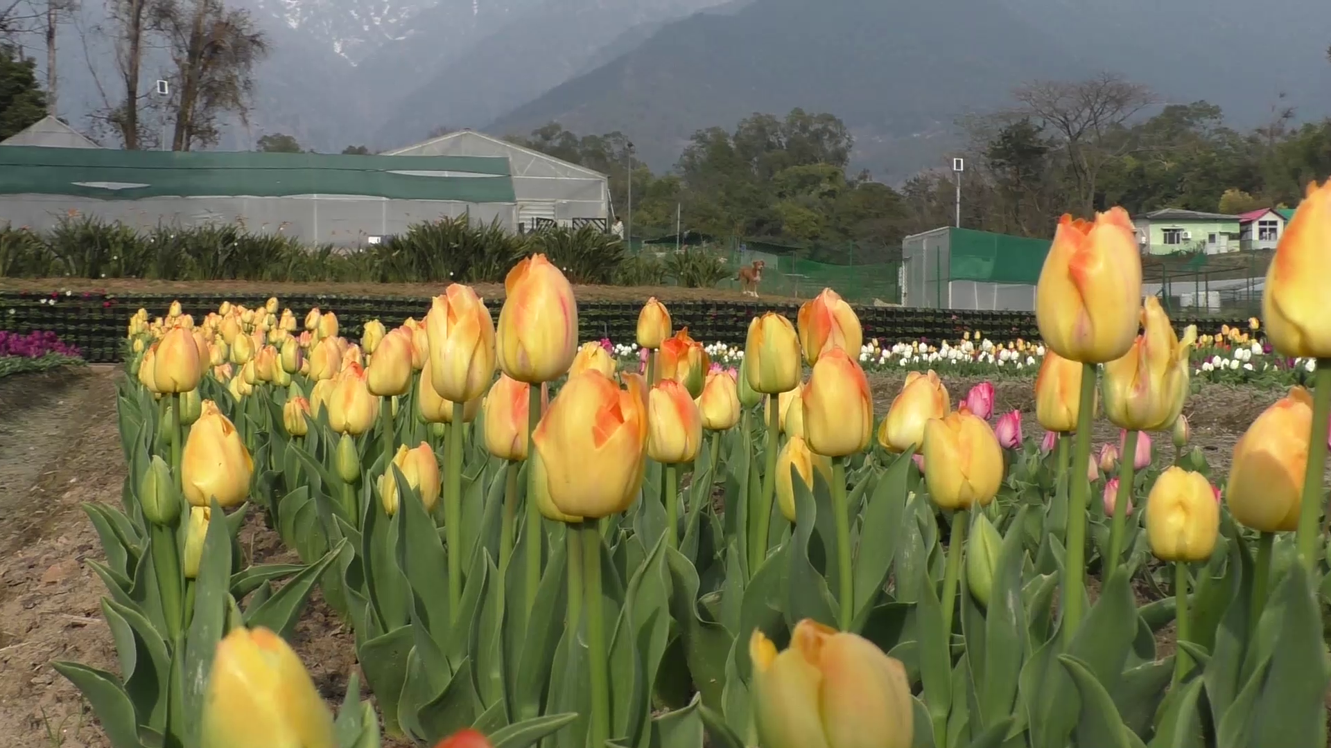 Himachal Tulip Garden