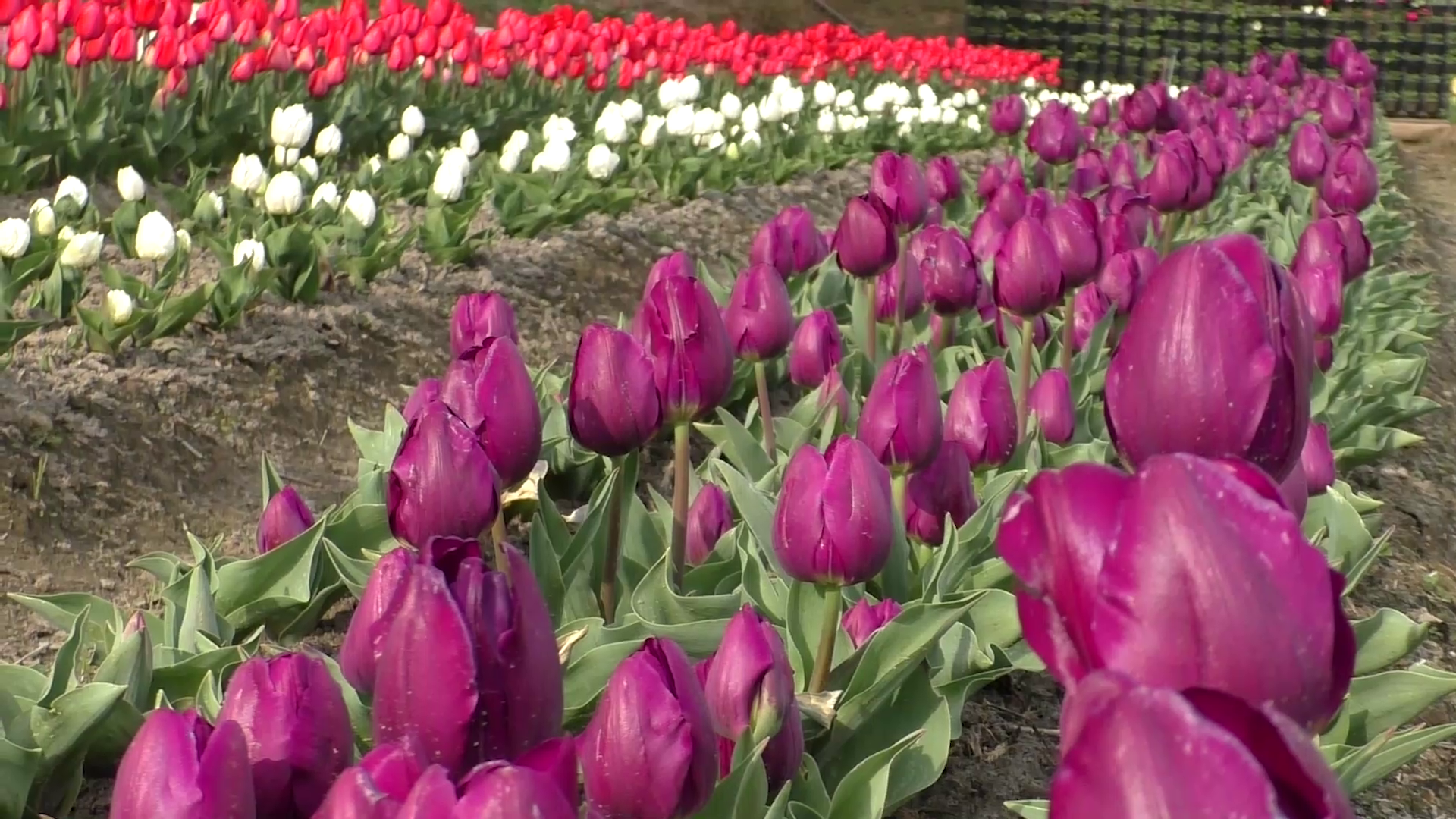 Himachal Tulip Garden