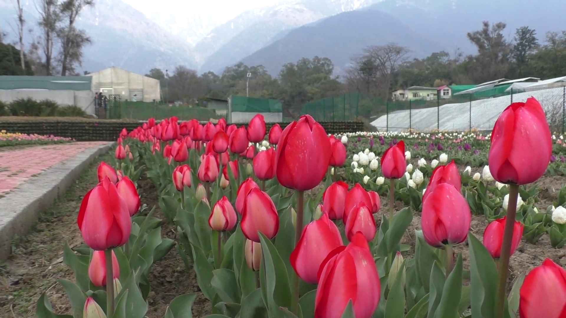 Himachal Tulip Garden