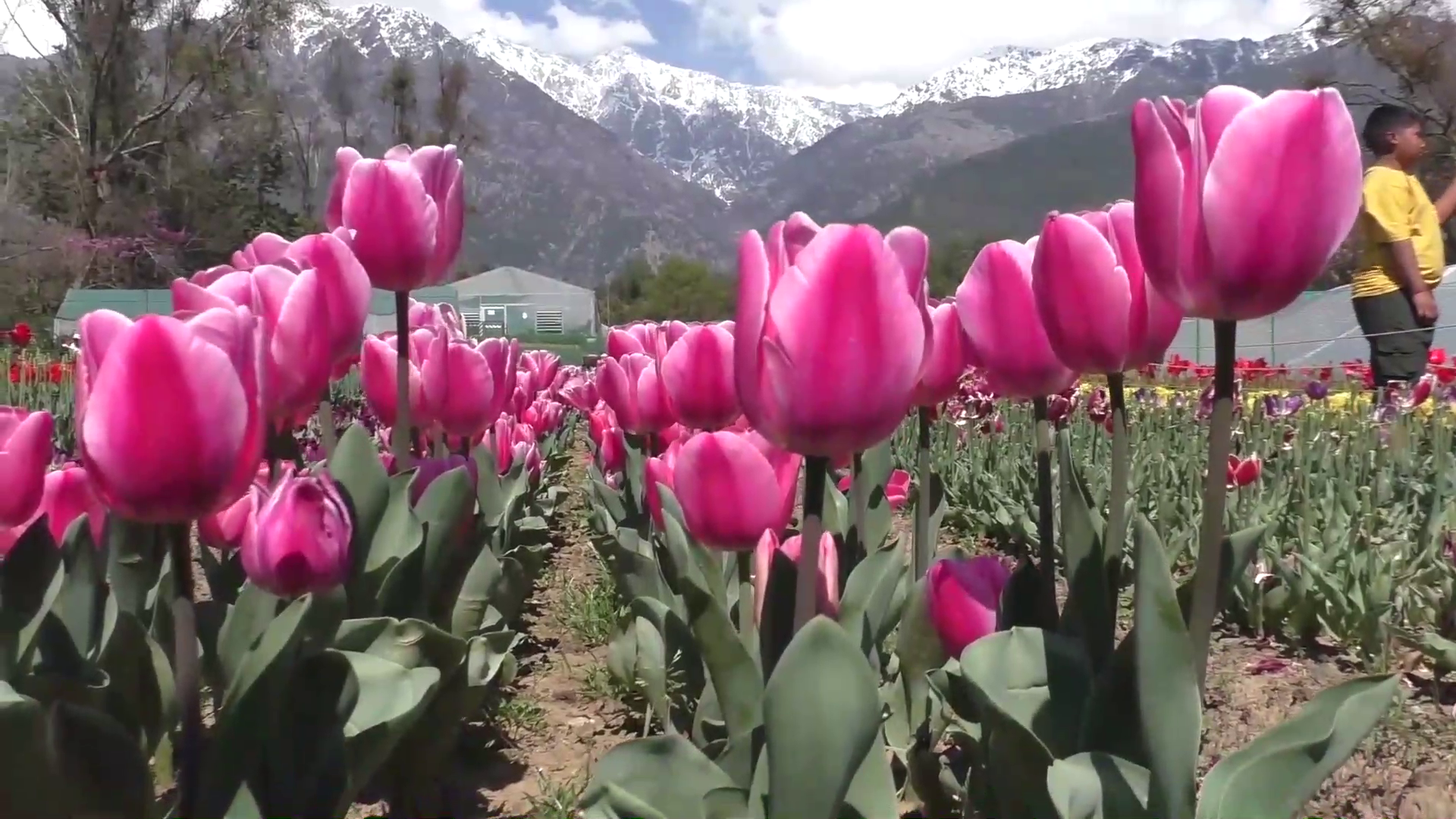 Himachal Tulip Garden