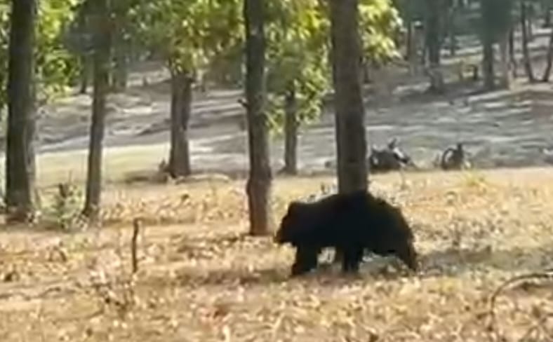 rescue operation bear