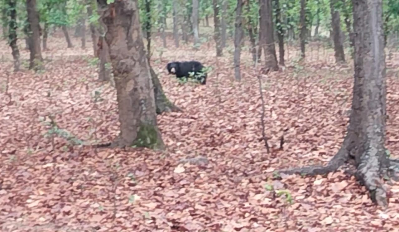 rescue operation bear
