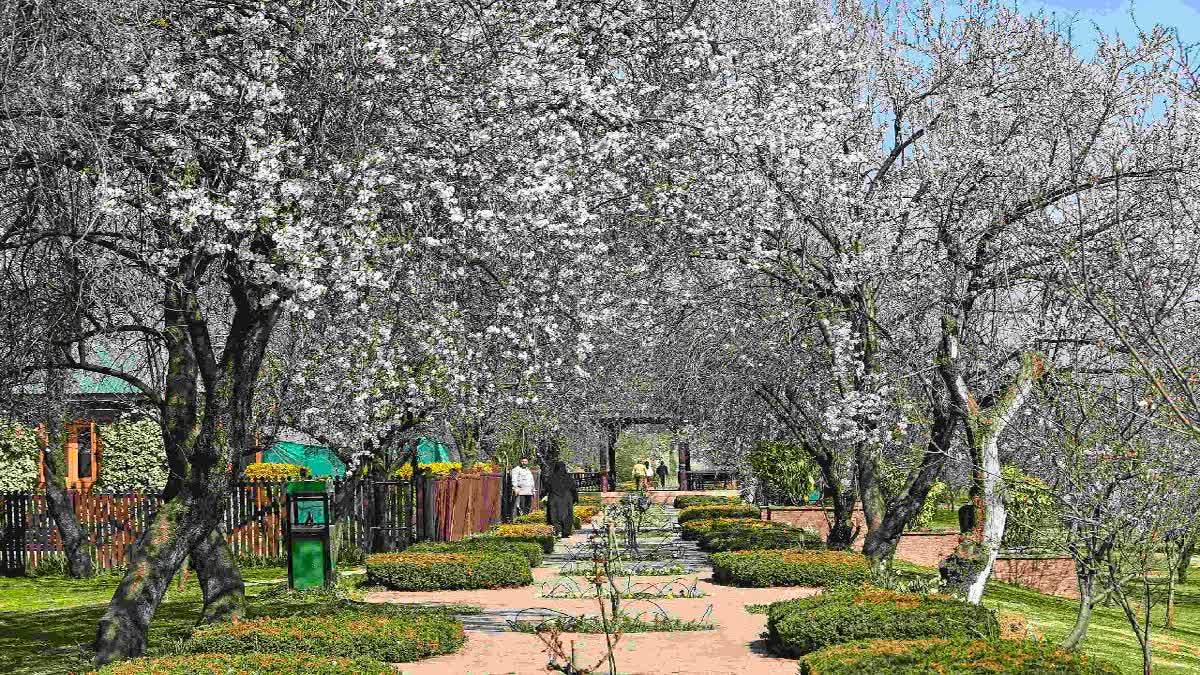 Tourism In Kashmir Hit By Cancellations Amid West Asia Tensions And LPG Shortage