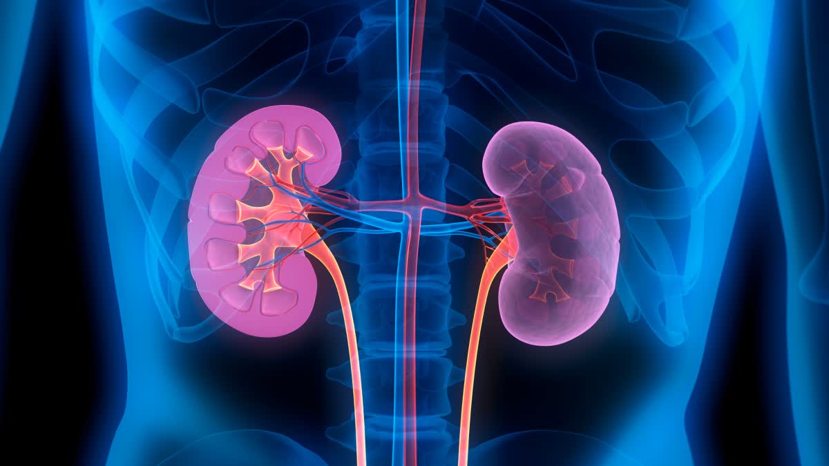 WORLD KIDNEY DAY 2026 CHRONIC KIDNEY DISEASE WORLD KIDNEY DAY HISTORY WORLD KIDNEY DAY 2026 THEME