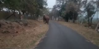 அதிரப்பள்ளியில் சுற்றித்திரியும் கபாலி என்ற மஞ்ச கொம்பன் காட்டு யானை கூட்டங்கள்