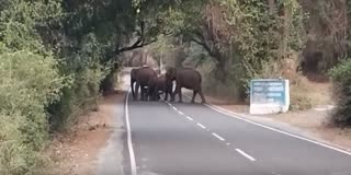 பிறந்து ஐந்து நாட்களான குட்டியுடன் சாலையில் உலா வந்த யானைக் கூட்டம்