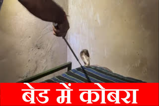 Poisonous cobra was found in the bed of a room in a Gurugram house watch the video