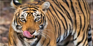 Decomposed leopard body found in Khowang Dibrugarh