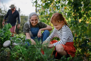 PROTECTING PLANTS IN SUMMER