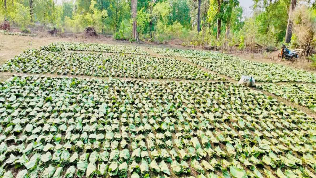 जल्द शुरू होगा जंगलों से हरे सोने का कलेक्शन, ग्रामीण आदिवासियों पर बरसेगा  पैसे