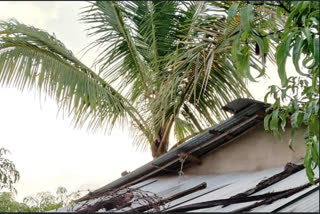 Elderly woman dies after being struck by lightning