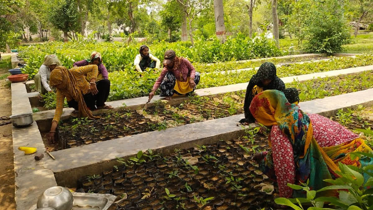 Tree Plantation Drive in Rajasthan