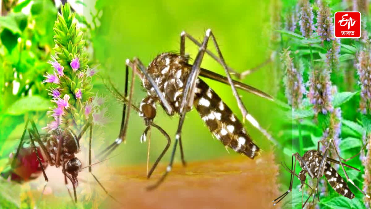 Patchouli oil save your skin from mosquito bites-researcher
